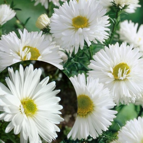 Aster nova-belgii 'White Ladies' - Õiekas aster 'White Ladies' P9/0,55L  